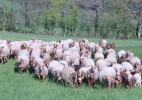 vente direct d'agneaux Aveyron