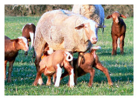 vente de viande d'agneau aveyron 