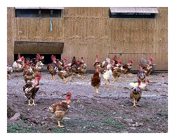vente direct de poulets Aveyron