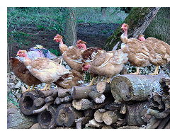 vente direct de poulets Aveyron